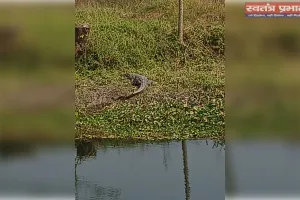 टहारा सुखनी सायफन में किनारे लेटा दिखा विशालकाय मगरमच्छ