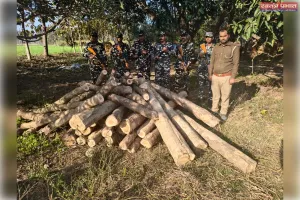 एसएसबी व वन विभाग की संयुक्त कार्रवाई में अवैध सागवान कटान का खुलासा, 28 बोटा जब्त