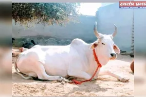 चाय की प्याली से सेवा का संकल्प आठ दोस्तों ने रचा गो सेवा का अद्भुत इतिहास