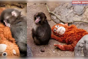 पंच-कुन: एक खिलौने की गोद में मां की ममता तलाशता नन्हा बंदर