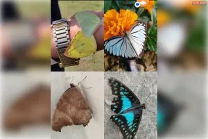 बरेली क्षेत्र में तितलियों की घटती प्रजातियाँ: जैव विविधता संरक्षण की आवश्यकता चंचल श्रीवास्तव 