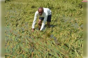 बेमौसम बारिश और तेज आंधी ने बढ़ाई किसानों की चिंता