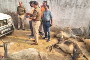 बीजपुर -शांतिनगर पुनर्वास प्रथम बाईपास  रोड पर तेज रफ्तार  बोलेरो का तांडव, चालक फरार