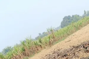 बेलवरियां जंगल (मुसहा ) में बिना परमिट के आम के पेड़ की हुई कटान