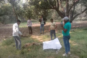 11 केवी लाइन की चपेट में आया बंदर, दर्दनाक मौत; बिजली कर्मियों ने किया अंतिम संस्कार