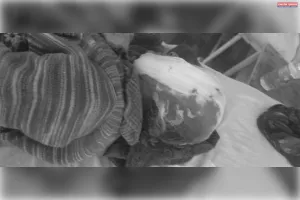 पुरानी रंजिश को लेकर हुए मारपीट में गंभीर चार घायल जिला अस्पताल रेफर दो की हालत नाजुक