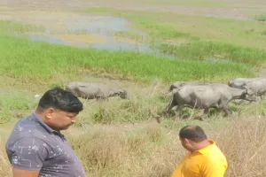 पनियहवा:  ट्रेन की चपेट में आने से मादा मगरमच्छ की मौत, क्षेत्र में मचा हड़कंप
