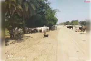 किसानों के लिए मुसीबत बने छुट्टा पशु