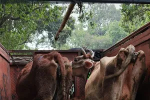 ट्रक में प्रतिबंध पशुओं को ले जाते पुलिस ने पकड़ा 