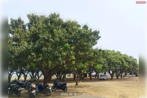 ऋतुराज बसंत की बासंती सौंदर्य की निखर रही है प्राकृतिक सुषमा