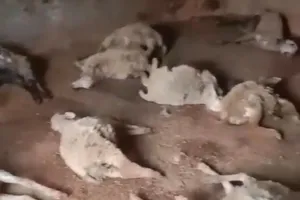 आवारा कुत्तों के हमले में 32 भेड़ों की मौत