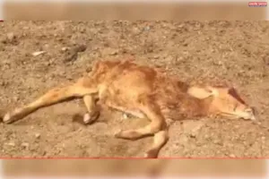 गौशाला में गोवंशीय पशुओं के नाम पर खुली लूट, सामूहिक कब्रें मिलने से मचा हड़कंप