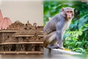 धार्मिक स्थलों को क्यों नही मिलती बंदरों से मुक्ति