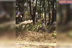 वन माफिया का कहर: प्रतिबंधित पेड़ों की कटाई पर भी नहीं जागा प्रशासन
