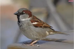 एक चिड़िया, अनेक चिड़िया, घर में क्यों नहीं आती चिड़िया