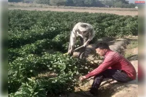 ‘पर ड्रॉप मोर क्रॉप’ से बदली किसान की किस्मत