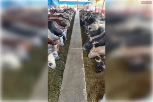 जिले की सुव्यवस्थित गौशालाओं में शामिल कोचवा, 237 निराश्रित गोवंशों को मिल रहा संरक्षण