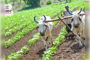 जलवायु-अनुकूल खेती : जब खेतों ने मौसम से हारना छोड़ दिया