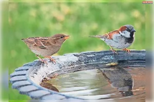 जलती धरती पर करुणा की छांव: प्यासे परिंदों के लिए इंसानियत का सबसे सुंदर अभियान