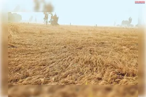 बे मौसम बारिश ने तोड़ी किसानों की कमर गेहूं की फसल बर्बाद