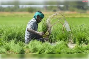 बिना फार्मर रजिस्ट्री अब किसानों को पीएम किसान फसल बीमा सहित अन्य योजनाओं का लाभ नहीं मिलेगा