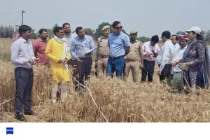 पाली में गेहूं की क्रॉप कटिंग, औसत उत्पादन 38 कुंतल प्रति हेक्टेयर