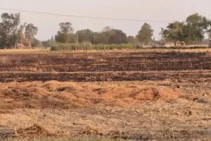 कंबाइन मशीन की चिंगारी से 80 बीघा गेहूं की फसल जलकर राख, 21 किसान परिवार प्रभावित