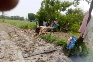 खड्डा: हरे पेड़ों की अवैध कटान पर वन विभाग का शिकंजा, जुर्माना लगते ही मचा हड़कंप