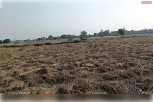 बेमौसम बारिश और आंधी से किसानों की बढ़ी चिंता, गेहूं की फसल को नुकसान