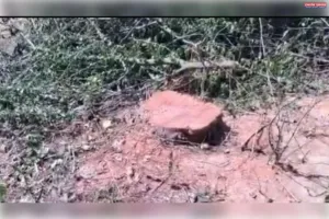 मऊ गांव में हंसवा ड्रेन की पटरी पर खड़े बेशकीमती सरकारी पेड़ों पर वन माफियाओं ने चलाया आरा