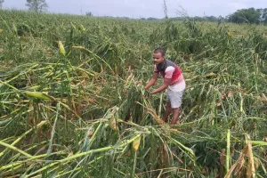 आंधी-तूफान और ओलावृष्टि से फसलों को भारी नुकसान, किसान चिंतित