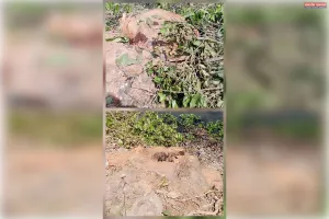 हरे भरे पेड़ों पर चला लकड़कट्टो का आरा 