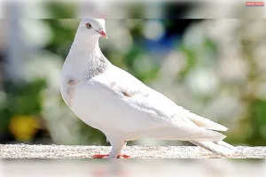 कहां गए शांति के कपोत उड़ाने वाले?