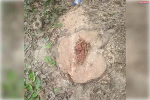 प्रतिबंधित पेड़ो पर आरा चला रहे है लकड़कट्टे