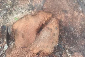 हर्रैया रेंजर शारदानंद तिवारी के लम्बे अवकाश का पूरा फायदा उठा रहे लकड़ी माफिया