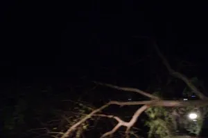 कोन क्षेत्र में आंधी तूफान ने मचाई तबाही, जगह जगह गिरे पेड़