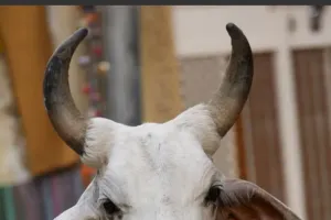 स्मार्ट शहर में गौमाता...!