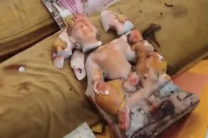 धनरूआ बाजार स्थित पंच शिव मंदिर में मूर्ति चोरी की कोशिश नाकाम