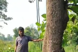 पडरौना वन क्षेत्र में दिनदहाड़े पेड़ कटान का वीडियो वायरल, ग्रामीणों ने वन विभाग पर लगाया मिलीभगत का आरोप