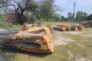 वन माफिया बेखौफ होकर चला रहे हरियाली पर आरा