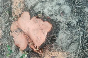 महराजगंज कोतवाली क्षेत्र के कुबना गांव में फलदार पेड़ों पर ठेकेदार द्वारा चलाया गया आरा
