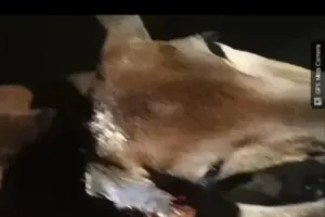 दो दिन से सरकारी विद्यालय में घायल अवस्था में घूम रहा गाय का बछड़ा, माट साहब का नहीं गया ध्यान