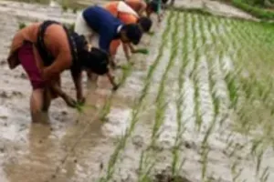 खजनी तहसील क्षेत्र में मानसून की दस्तक, झमाझम बारिश से किसानों के चेहरे खिले