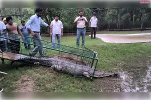 राजस्थान नहर से एक बड़ा घड़ियाल बचाया गया