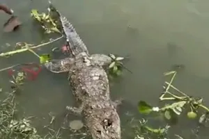 कानपुर में गंगा किनारे मिला मगरमच्छ का शव, सिर पर चोट के निशान, मार कर फेंकने का आरोप 