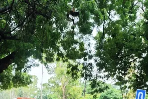 शहर में ओवर स्पीड  297 वाहनों के चालान 