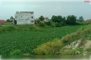 तमसा की अंतिम सांसें: जलकुंभी का कहर, गंदगी का तांडव