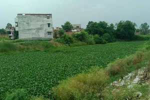 तमसा की अंतिम सांसें: जलकुंभी का कहर, गंदगी का तांडव
