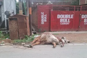बिजली विभाग की लापरवाही से मंदिर के गाय की करंट लगने से मौत, लोगों में आक्रोश।
