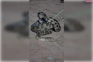 मलिहाबाद के रहमानखेड़ा में आधी रात रिहायशी इलाके में घुसा विशालकाय अजगर, बिल्ली को बनाया शिकार; ग्रामीणों में दहशत